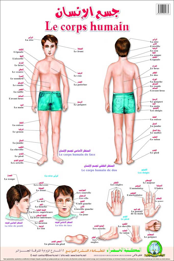 Planche- Le corps Humain (Arabe/Français)