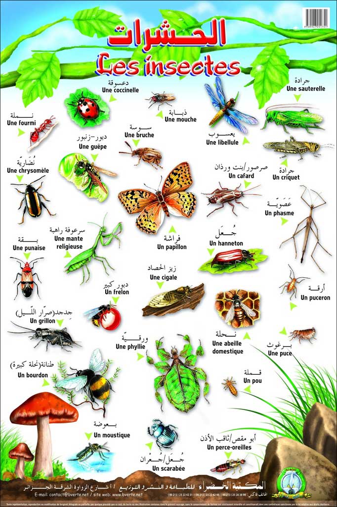 Planche- Les insectes (Arabe/Français)