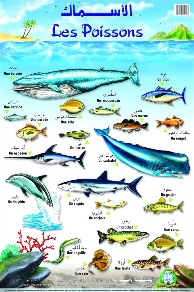 Planche- Les poissons (Arabe/Français)